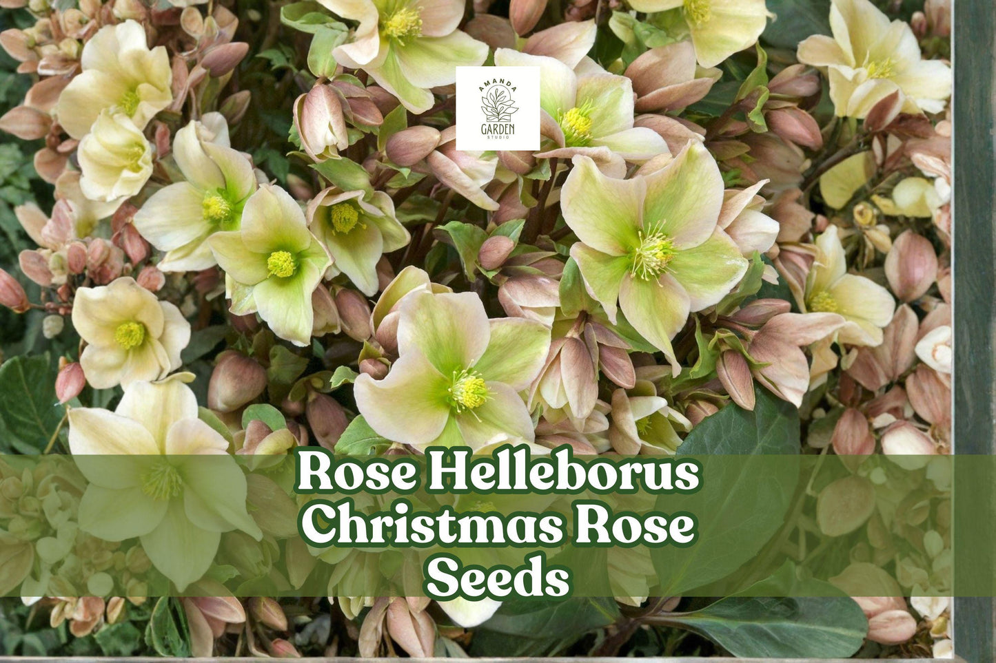 Christmas Rose Seeds – Helleborus niger, Winter Blooming Perennial, White/Pink Flowers, Shade Garden Plant, 15+ Seeds