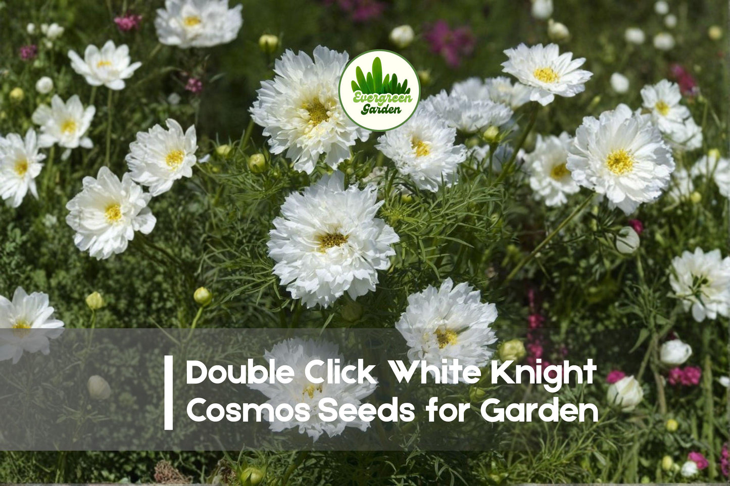 200+ White Knight Cosmos Seeds - Double Click Cosmos bipinnatus, White Flowers, Annual, Butterfly & Bee Attractant