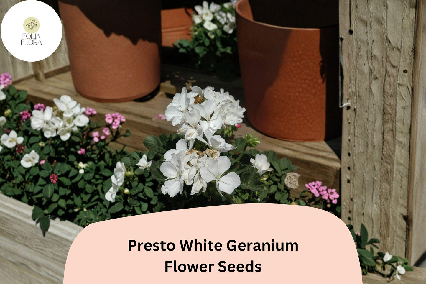 Presto White Geranium Seeds | Compact Zonal Pelargonium × hortorum ‘Presto White’ | White Blooms, Full Sun, Well-Drained Soil, Pollinator-Friendly