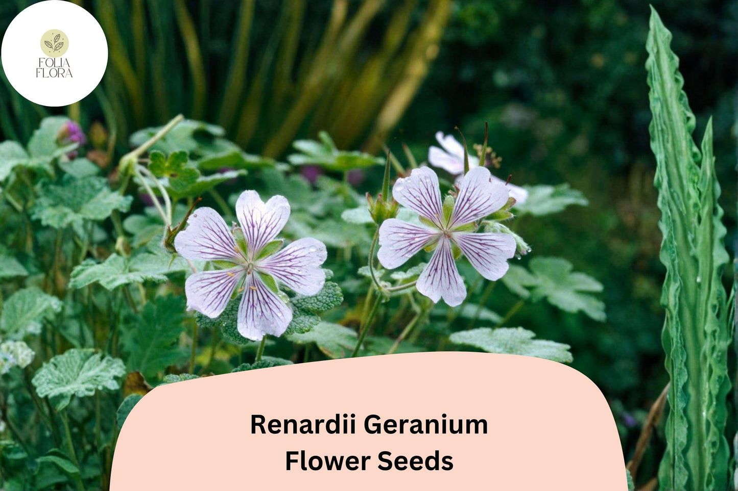 Renardii Geranium Seeds | Hardy Perennial for Rock Gardens & Borders | White-Lavender Blooms | Geranium renardii