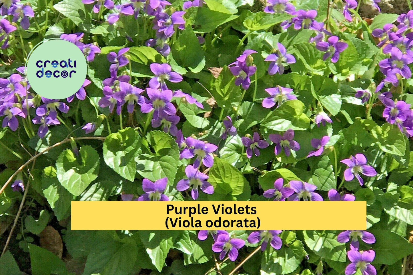 25 Purple Violet Viola Sororia Bare Root Plants – Fragrant Perennial Flowers for Borders & Groundcover