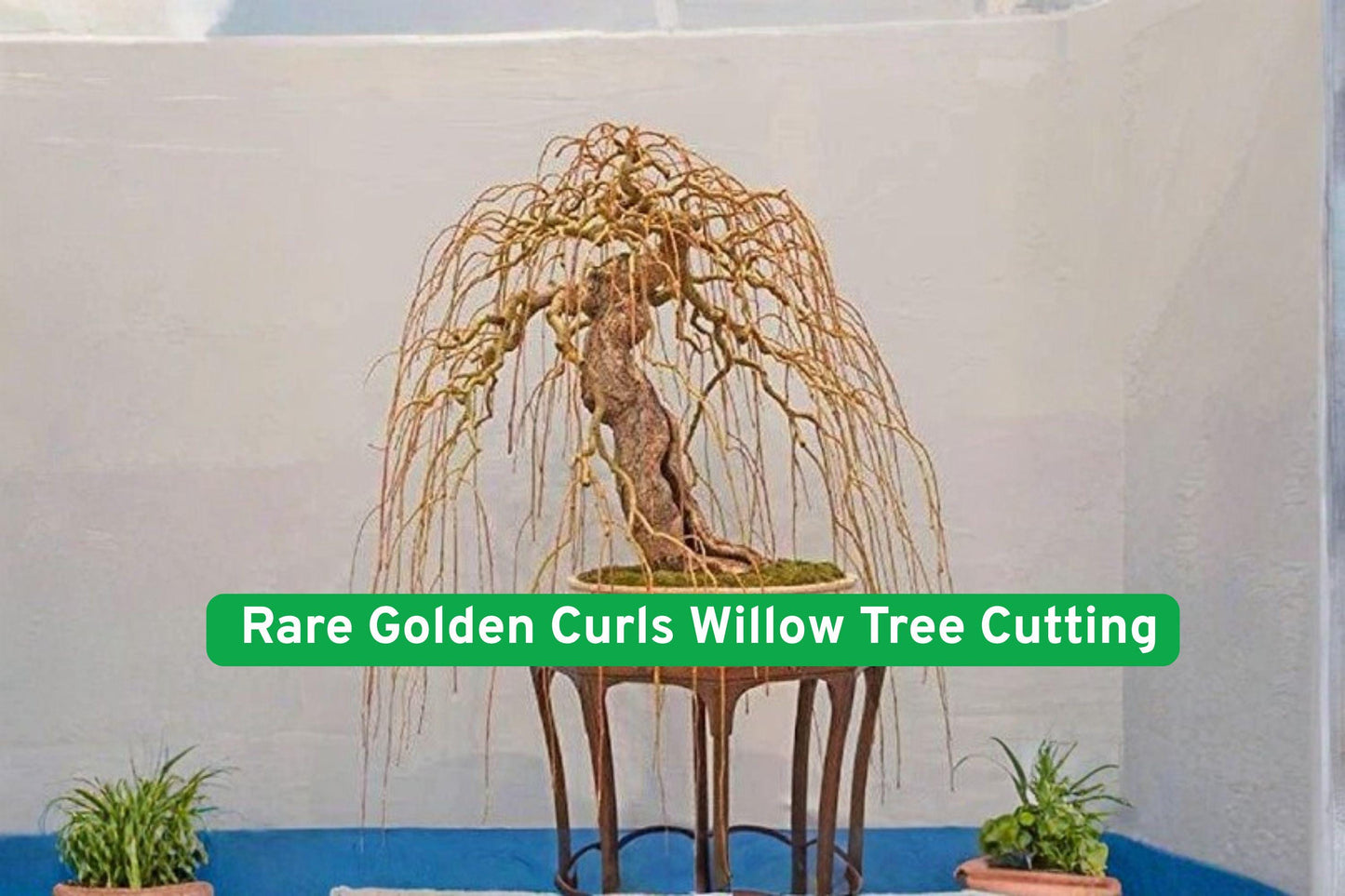 golden curls willow, curly willow cutting, bonsai willow tree, ornamental tree plant, golden bark shrub, water garden plant, fast-growing willow, decorative garden tree, deciduous bonsai starter, unique twisted branches, yellow bark plant, landscape willow tree, live plant for gardening