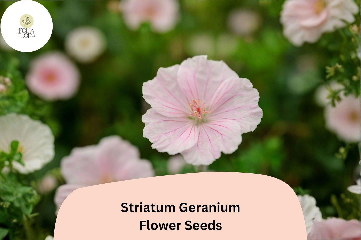 25+ Geranium striatum Seeds | Pink Hardy Perennial Cranesbill for Garden Borders & Ground Cover