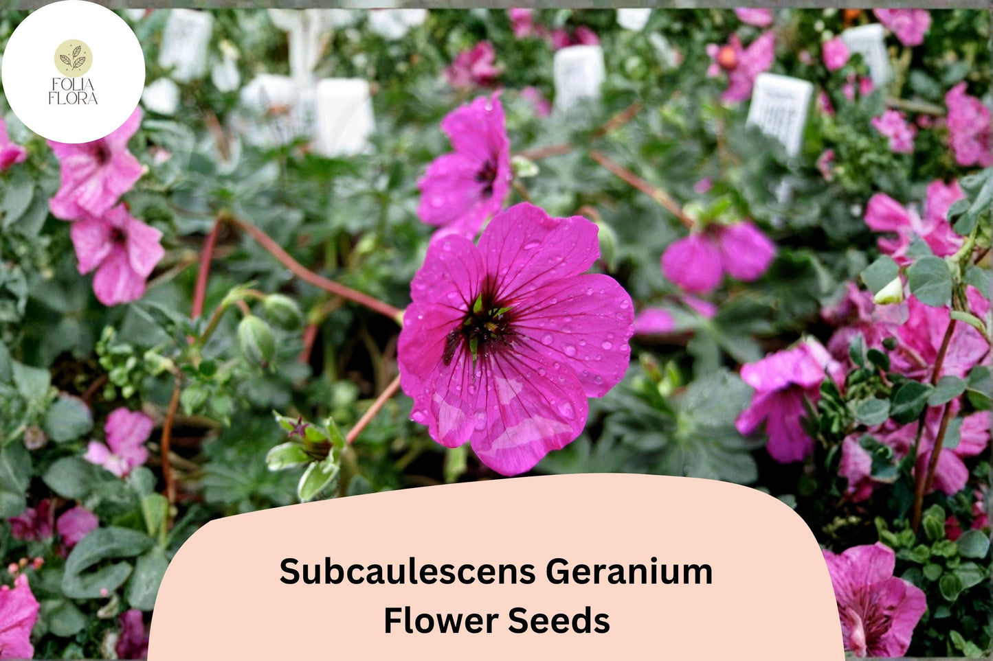 25+ Subcaulescens Geranium Seeds | Hardy Perennial Cranesbill with Purple Blooms for Borders & Ground Cover