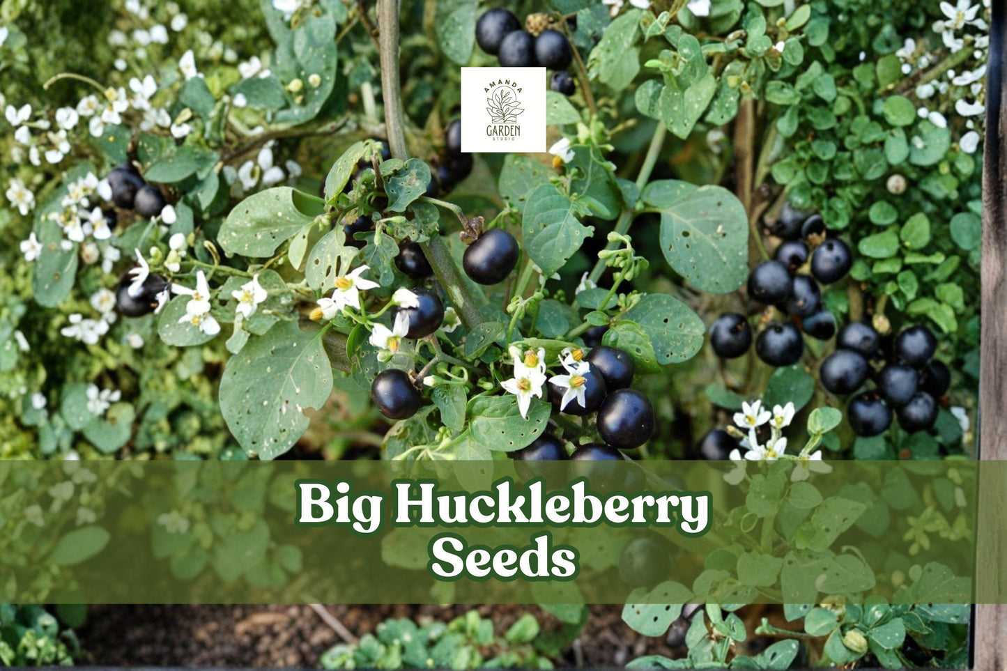 Big Huckleberry Seeds | Vaccinium membranaceum | Hardy Wild Berry Shrub for Gardens & Wildlife