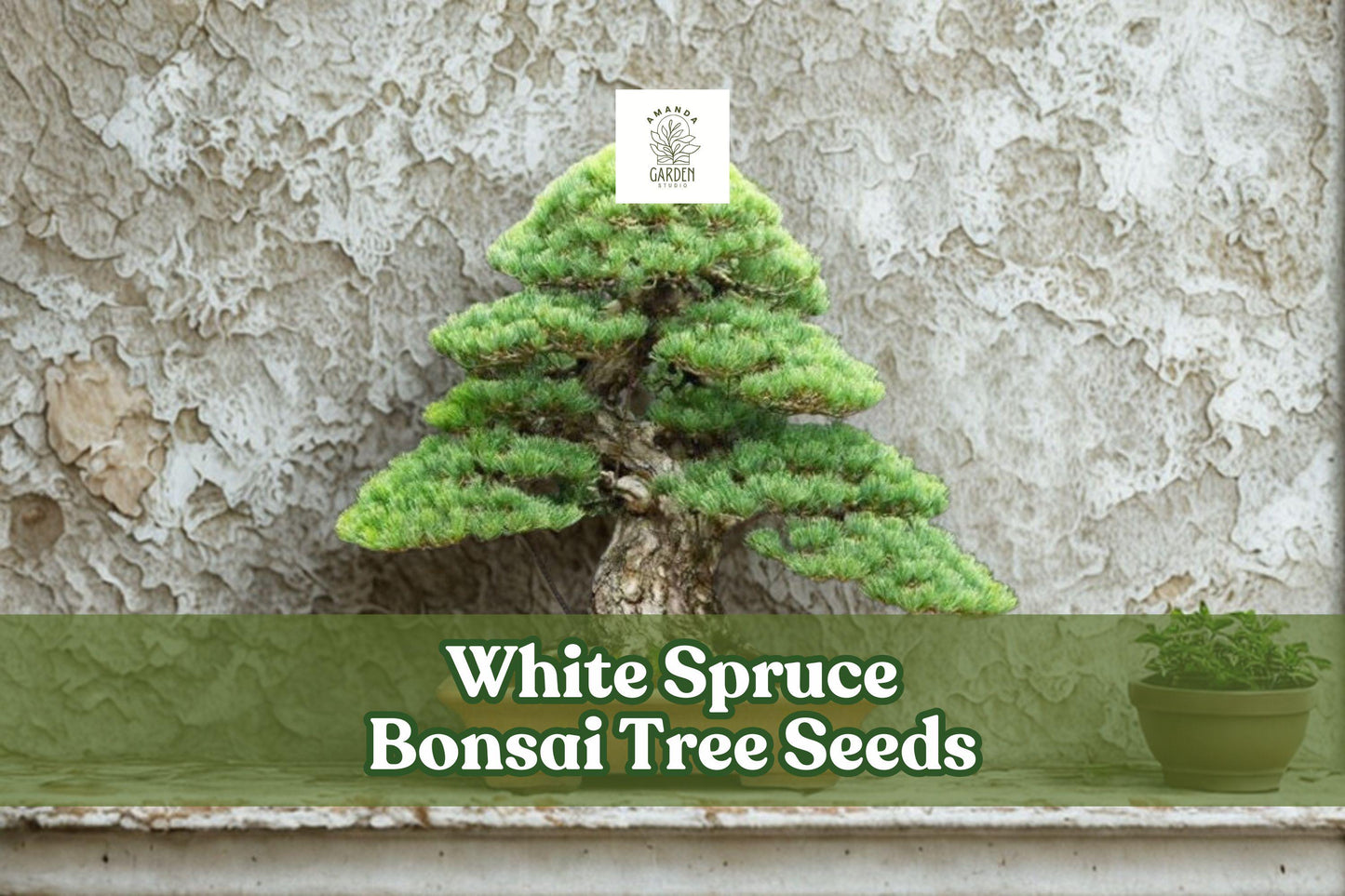 White Spruce Bonsai Seeds | Picea Glauca Evergreen Conifer for Bonsai & Landscaping