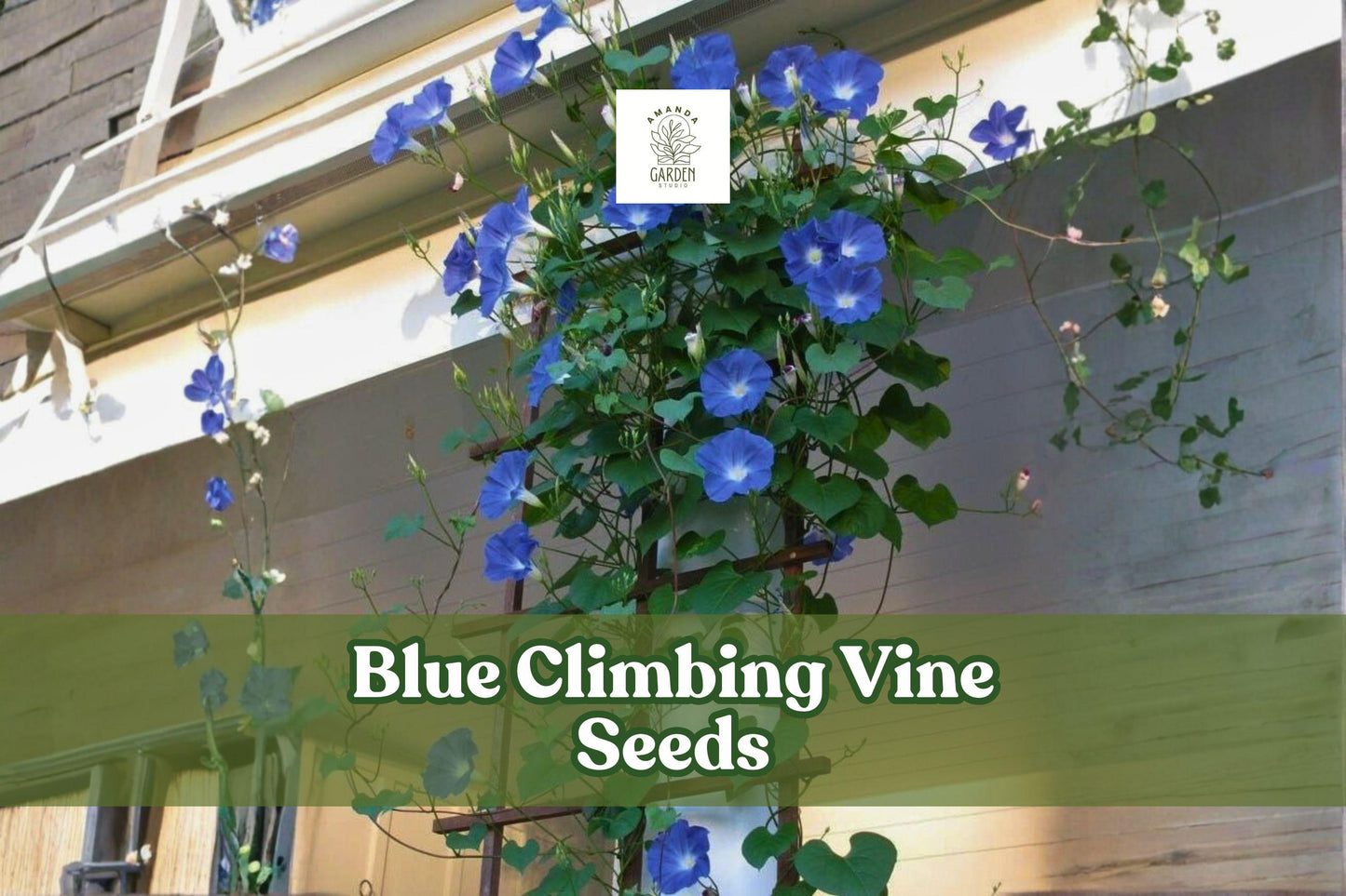 Blue Climbing Vine Seeds – Fast-Growing Flowering Climber with Vibrant Blue Blossoms, 50 Seeds for Trellises & Fences