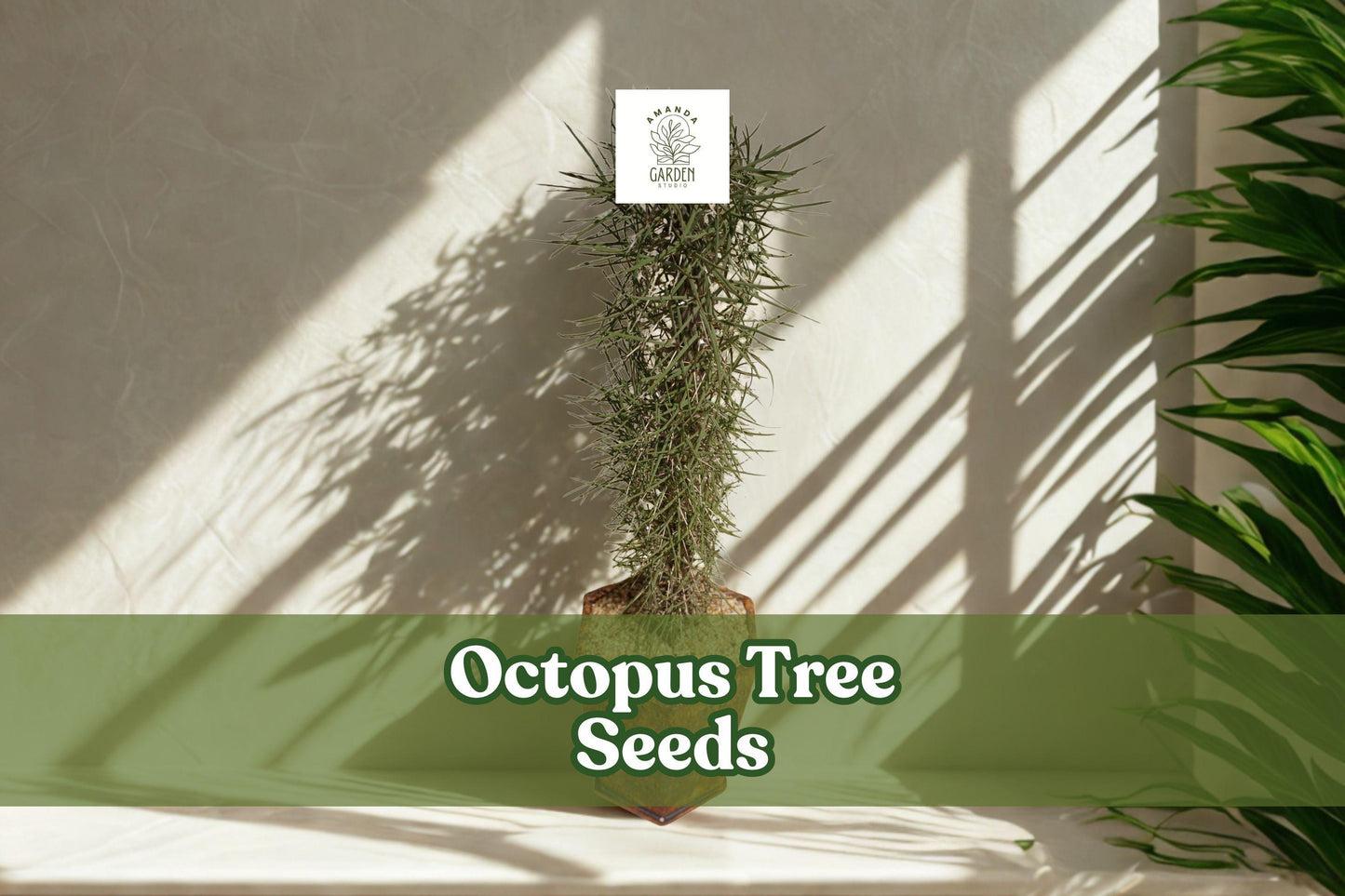 Octopus Tree Seeds (Didierea madagascariensis) – Rare Succulent for Bonsai & Desert Gardens, Exotic Madagascar Plant