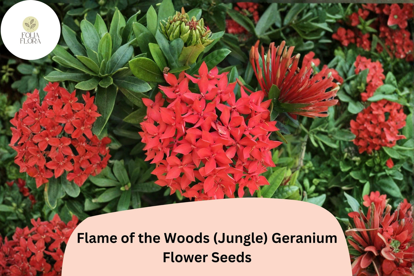 25+ Flame of the Woods Geranium Seeds | Red-Orange Pelargonium | Tropical Garden Flowers | Jungle Geranium Pelargonium × hortorum