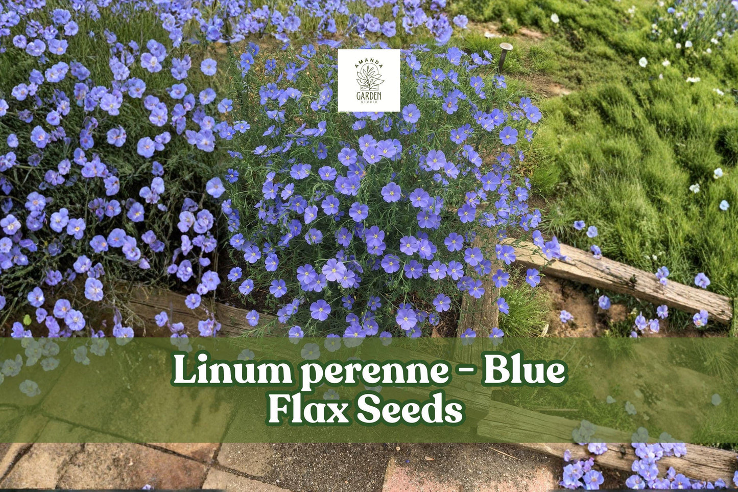 Blue Flax Seeds | Perennial Wildflower | Linum perenne | Drought-Tolerant, Pollinator-Friendly, Blue Flowers