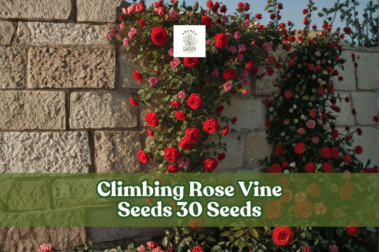 Climbing Rose Seeds (30+) – Colorful Garden Vine for Fences & Trellises – Rosa spp. Flowering Climbing Plant