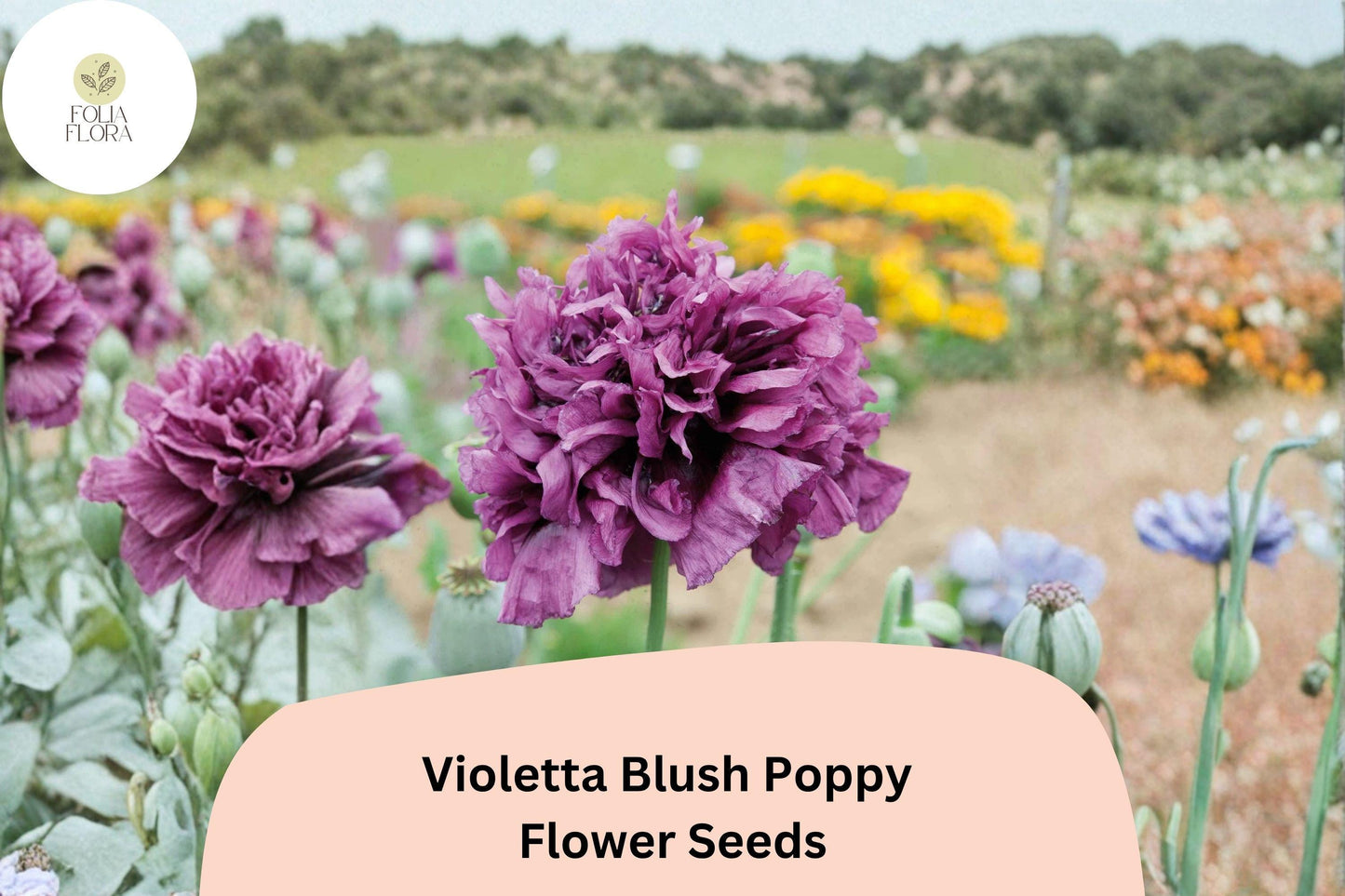 Violetta Blush Poppy Seeds – Lavender-Pink Annual Wildflower, Papaver somniferum, 200+ Seeds