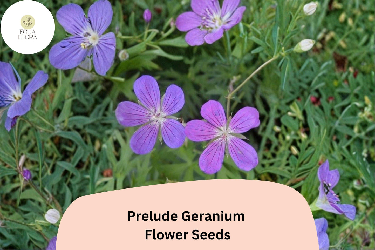 25+ Prelude Geranium Seeds – Vibrant Purple Perennial Flower – Geranium spp. – Easy to Grow, Pollinator Friendly, Full Sun