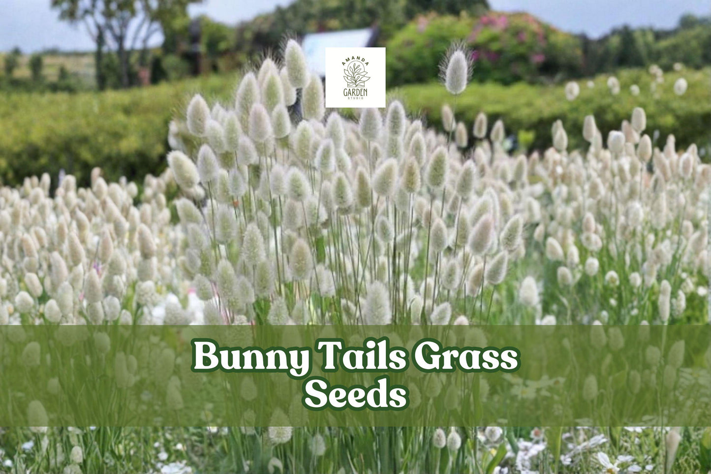 Bunny Tails Grass Seeds Lagurus Ovatus | Ornamental Dwarf Grass for Dried Flowers & Gardens, 30 Seeds