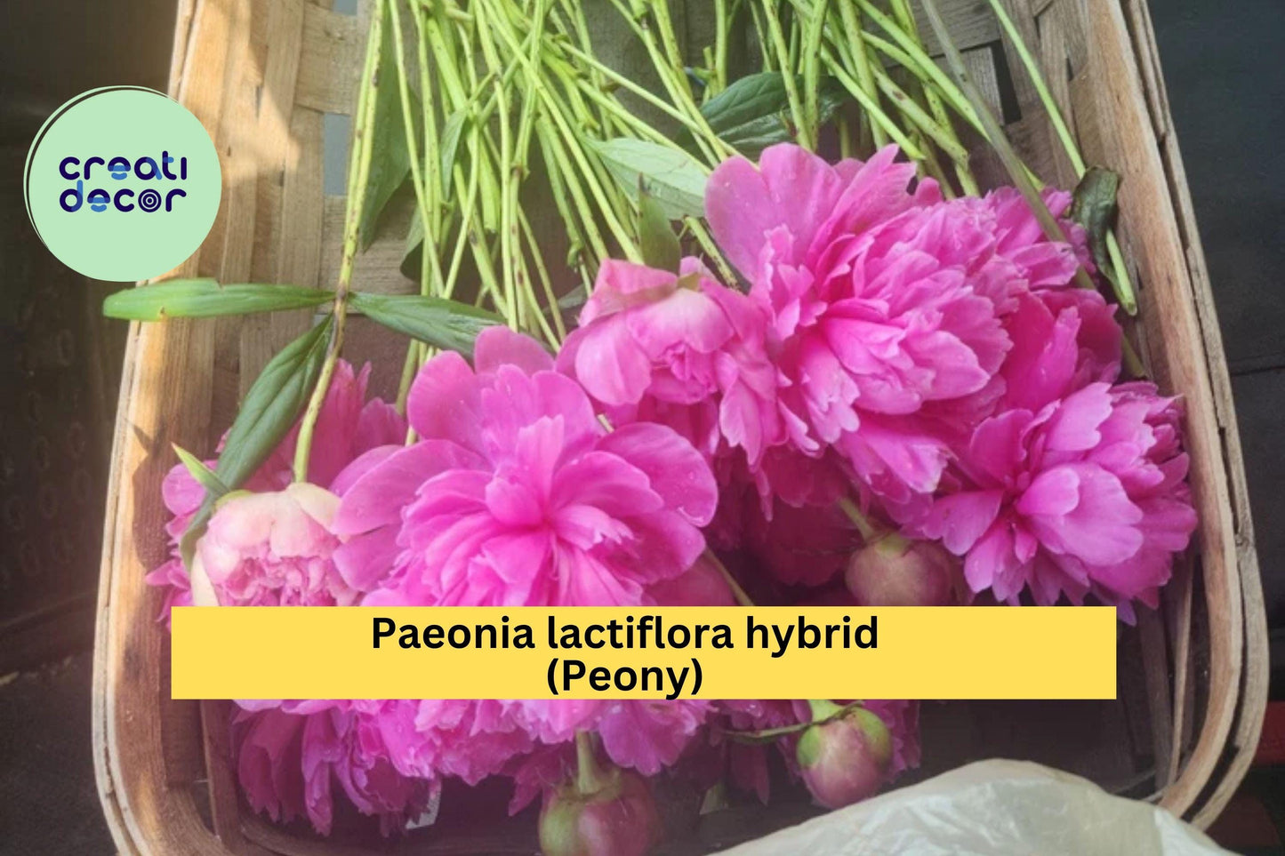 Fuchsia-Pink Peony Roots 4-5 Eyes | Paeonia lactiflora Herbaceous Perennial for Borders & Cut Flowers