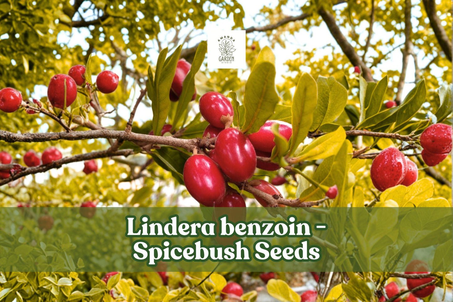 10 Spicebush Seeds Lindera benzoin Fragrant Native Shrub for Wildlife Gardens, Hedgerows & Native Landscapes