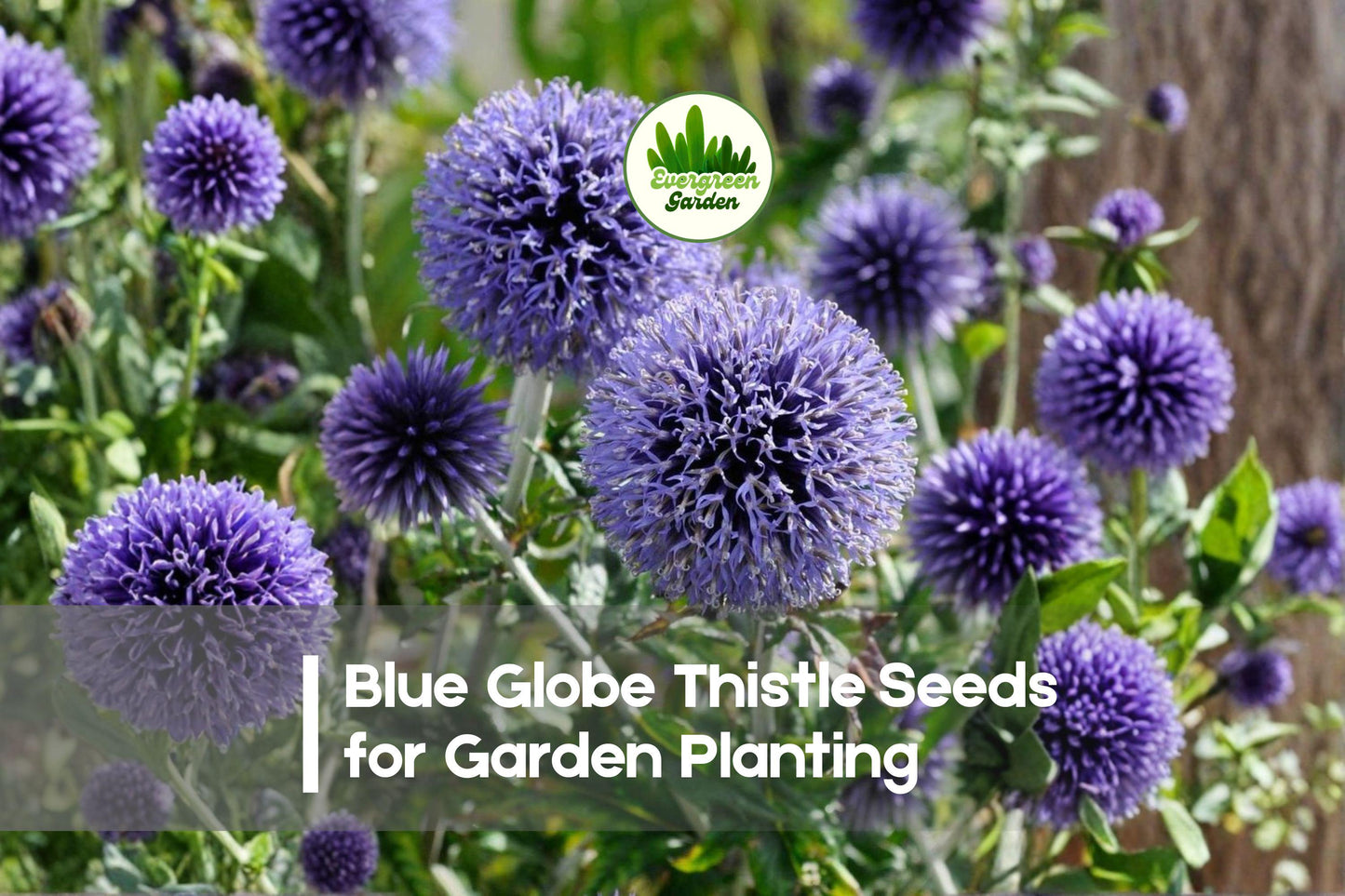Blue Globe Thistle Seeds | 200+ Blue Globe-Shaped Blooms | Echinops ritro Perennial for Borders & Pollinator Gardens