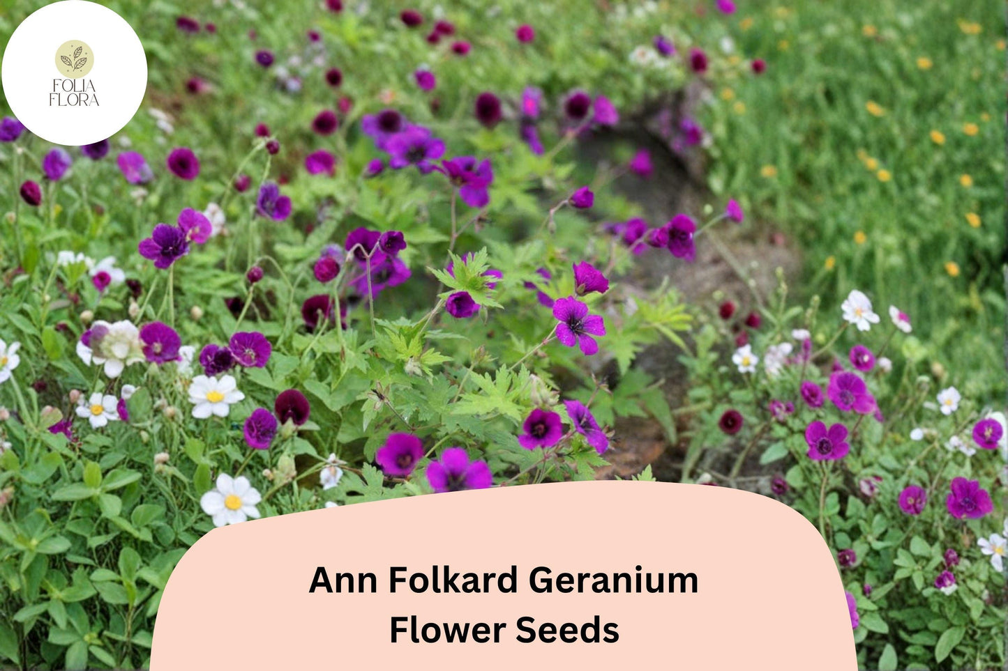 25+ Ann Folkard Geranium Seeds | Hardy Perennial Magenta Cranesbill | Long-Blooming Garden Flower | Pollinator-Friendly