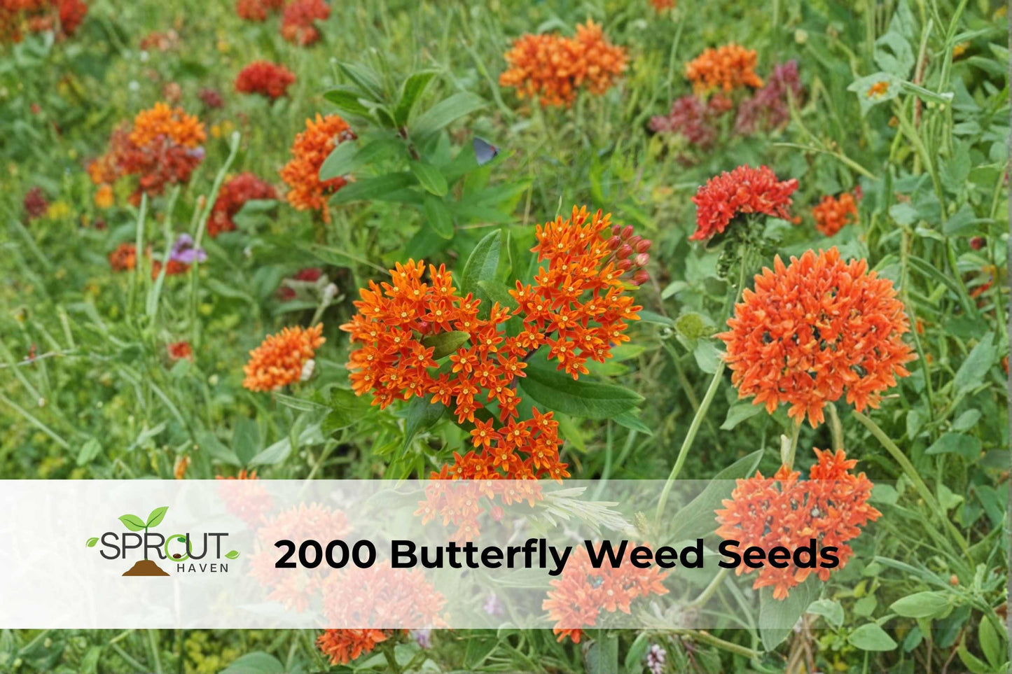 2000 Butterfly Weed Seeds | Perennial Orange Milkweed Asclepias tuberosa for Pollinator Gardens
