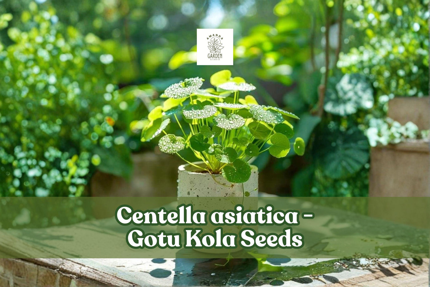 Gotu Kola Seeds | Centella asiatica | Pennywort Herb | Easy Groundcover for Tropical Gardens & Containers