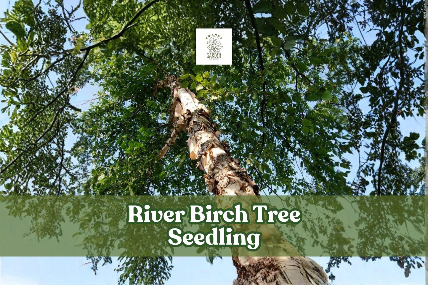River Birch Tree Seedling – 1-Year-Old Betula nigra for Landscaping, Shade, and Ornamental Growth