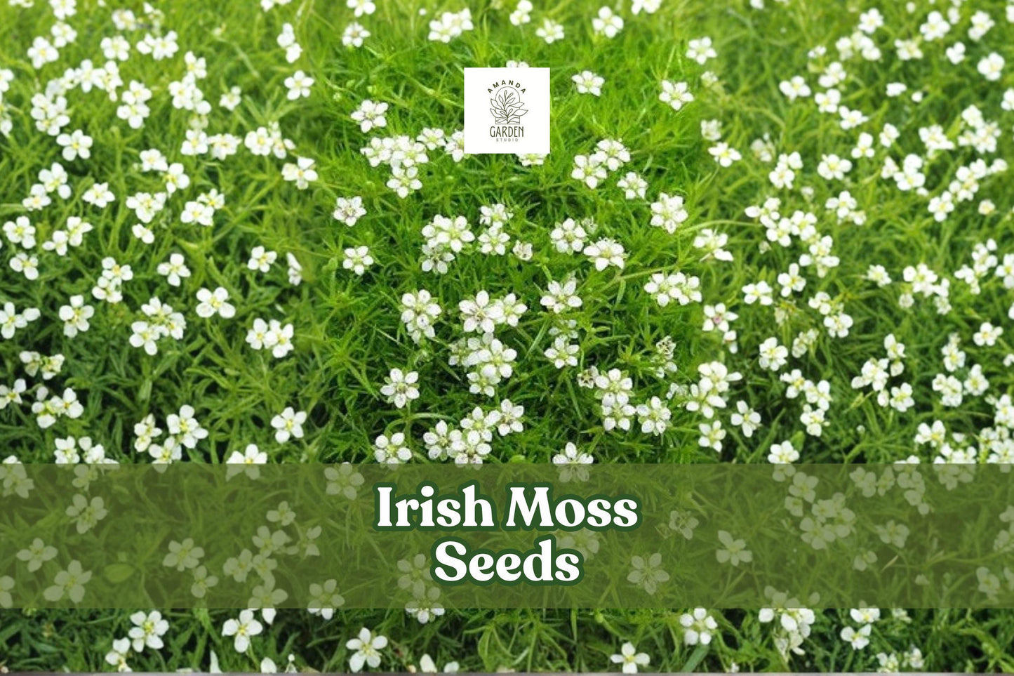 Irish Moss Seeds, Sagina Subulata Ground Cover, 200 Seeds, Low-Growing Evergreen Plant for Landscaping and Rock Gardens
