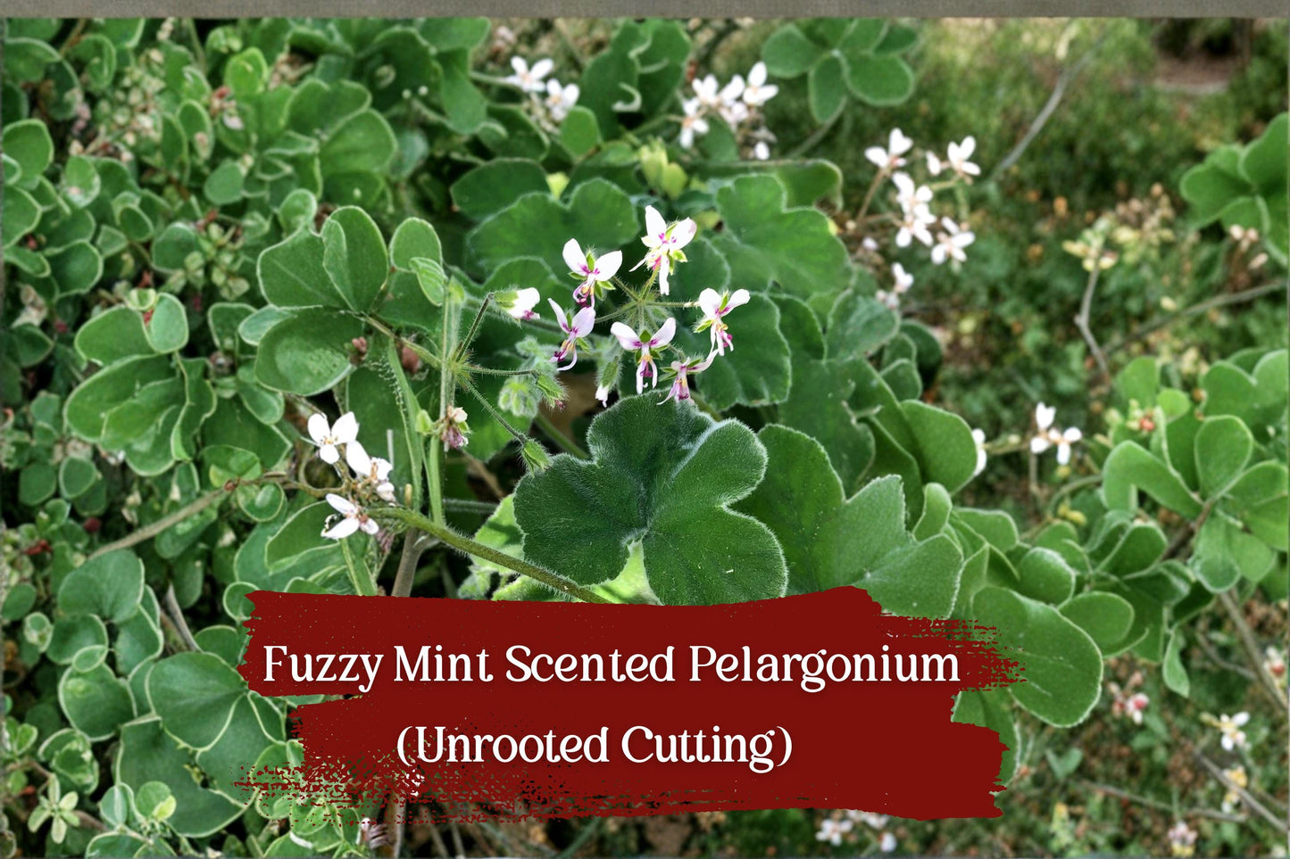 Fuzzy Mint Geranium Cuttings – Chocolate Aroma, Unrooted Pelargonium, Easy Grow, Fragrant Foliage, White-Pink Flowers