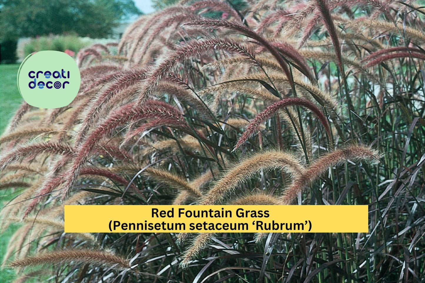Red Fountain Grass Live Starter Plug – Pennisetum setaceum ‘Rubrum’ – Ornamental Grass for Borders & Landscaping