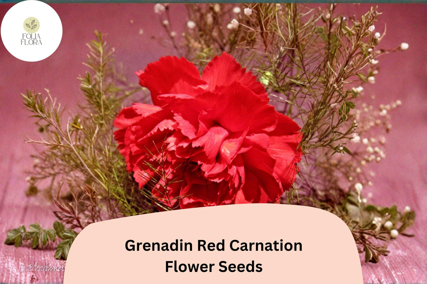 200+ Grenadin Red Carnation Seeds | Bright Red Double Blooms, Fragrant Hardy Perennial Dianthus for Borders & Containers