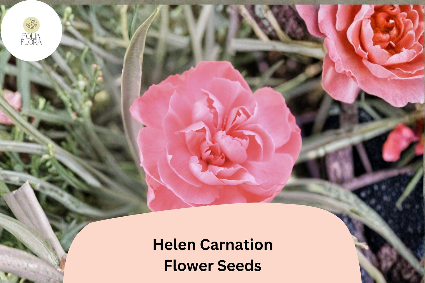200+ Helen Carnation Seeds | Soft Pink Double Blooms | Fragrant Hardy Perennial Dianthus caryophyllus