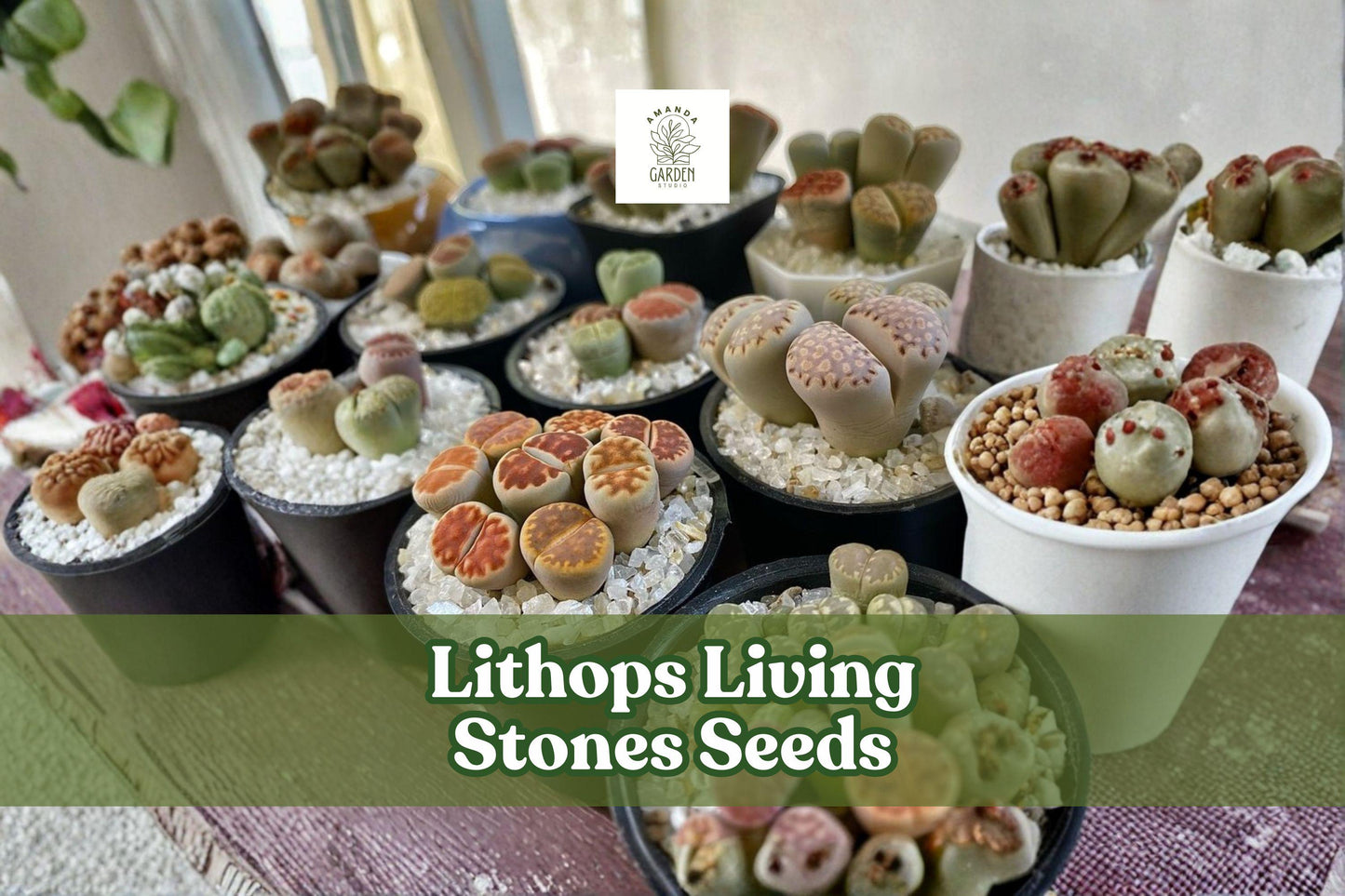 Lithops Seeds 25 Mixed Rare Succulent Plants, Living Stones, Assorted Colors, Lithops spp.