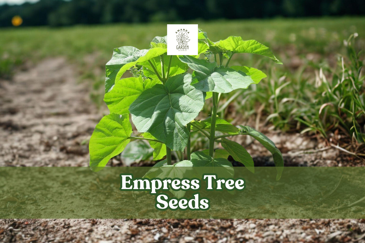 Empress Tree Seeds 100 Pack | Paulownia tomentosa Fast-Growing Ornamental Hardwood for Landscaping