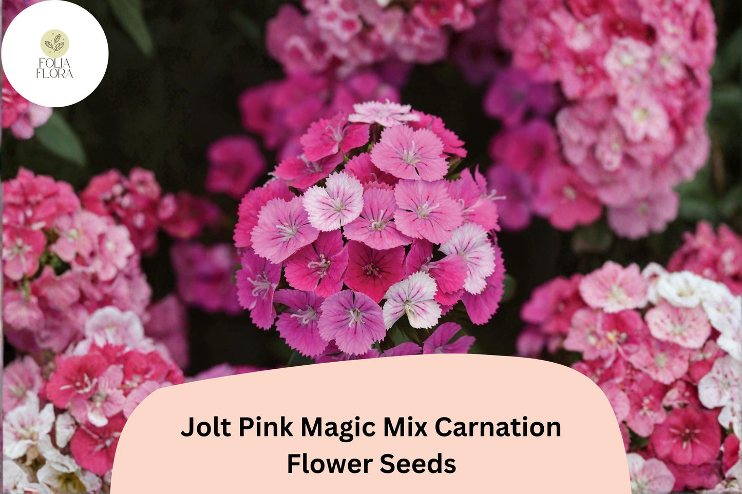 200+ Jolt Pink Magic Mix Carnation Seeds | Fragrant Pink Double Blooms | Hardy Perennial Dianthus caryophyllus for Borders & Containers