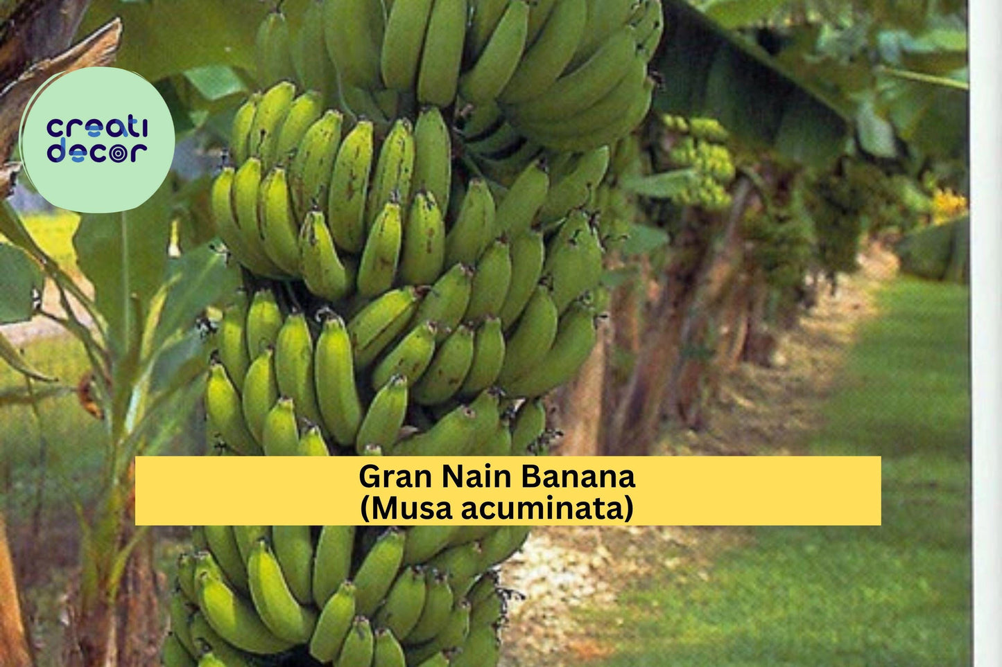 Live Rooted Gran Nain Banana Plant – Musa acuminata Tropical Fruit Tree, Edible Banana, Compact Clumping, Zone 9–11