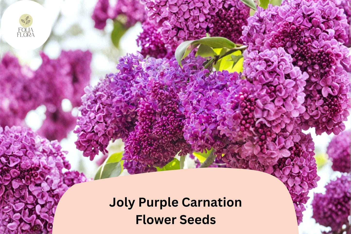 200+ Joly Purple Carnation Seeds | Deep Purple Double Blooms, Fragrant Hardy Perennial Dianthus for Garden Borders & Containers