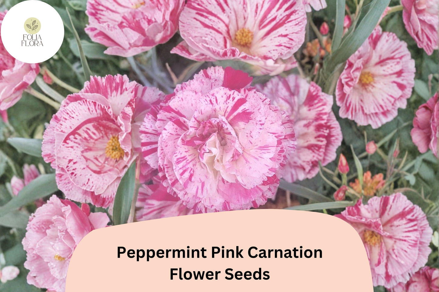 Peppermint Pink Carnation Seeds | Dianthus caryophyllus | Pink Blooms for Garden, Borders, Cut Flowers