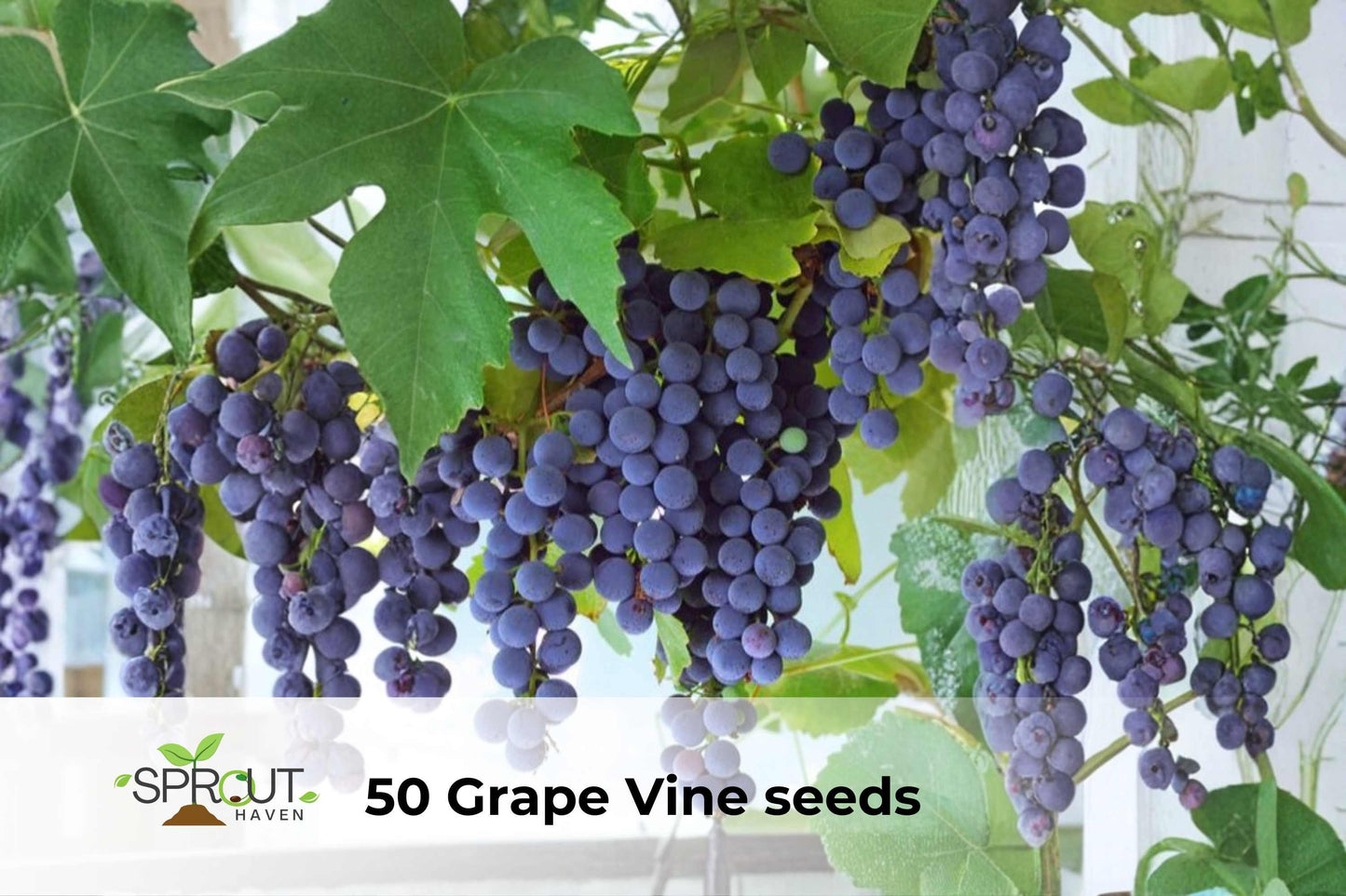 50 Grape Vine Seeds Vitis vinifera Hybrid Ornamental Climbing Vine for Garden, Arbors & Fences