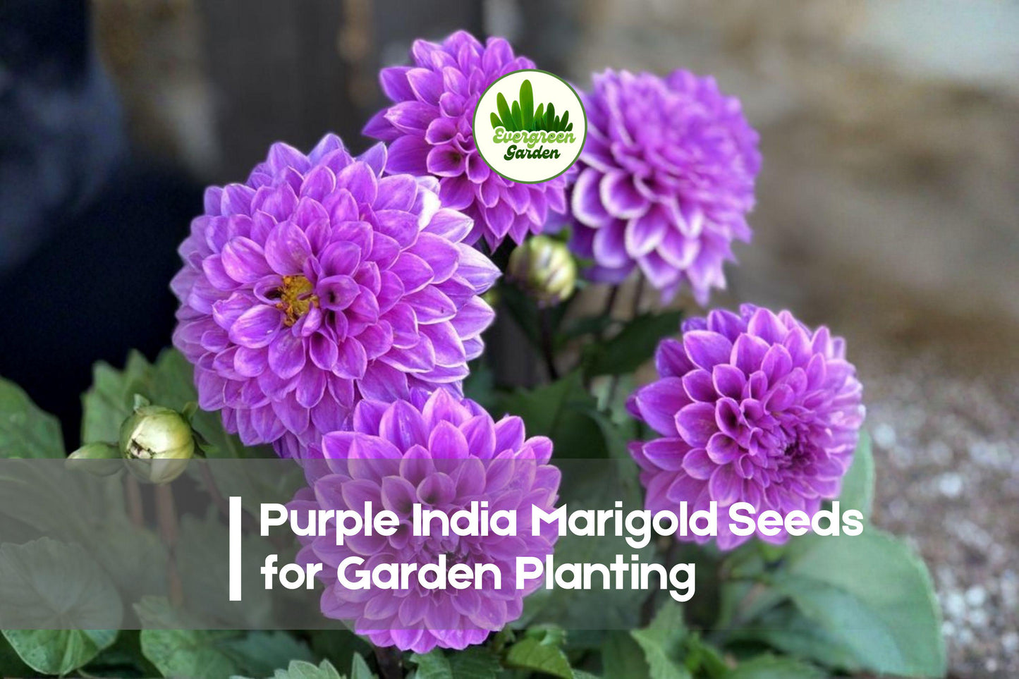 Purple India Marigold Seeds – 25+ Tagetes erecta, Purple Flower, Annual, Easy Grow, Garden Borders & Pots