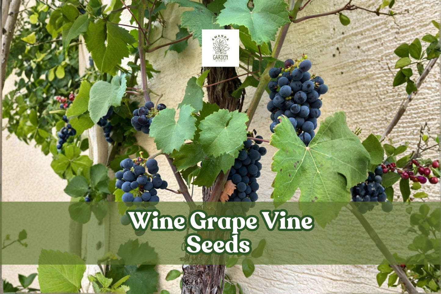 Wine Grape Vine Seeds Vitis vinifera Climbing Plant, 50 Non-GMO Seeds for Trellises & Gardens