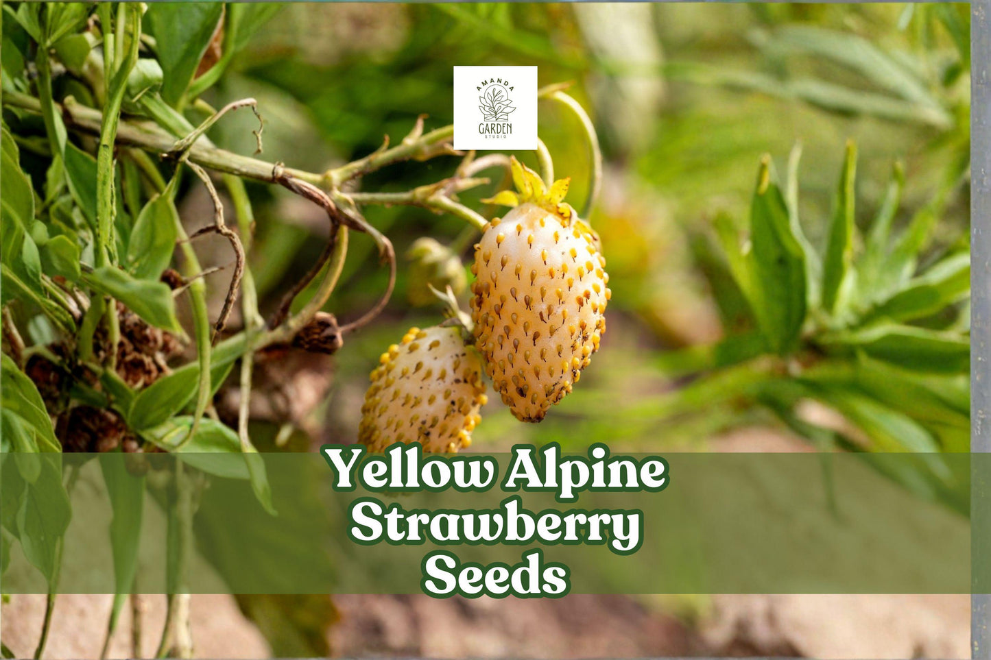 Yellow Alpine Strawberry Seeds – Fragaria vesca var. semperflorens, Edible Ornamental Fruit, Non-GMO, 50 Seeds