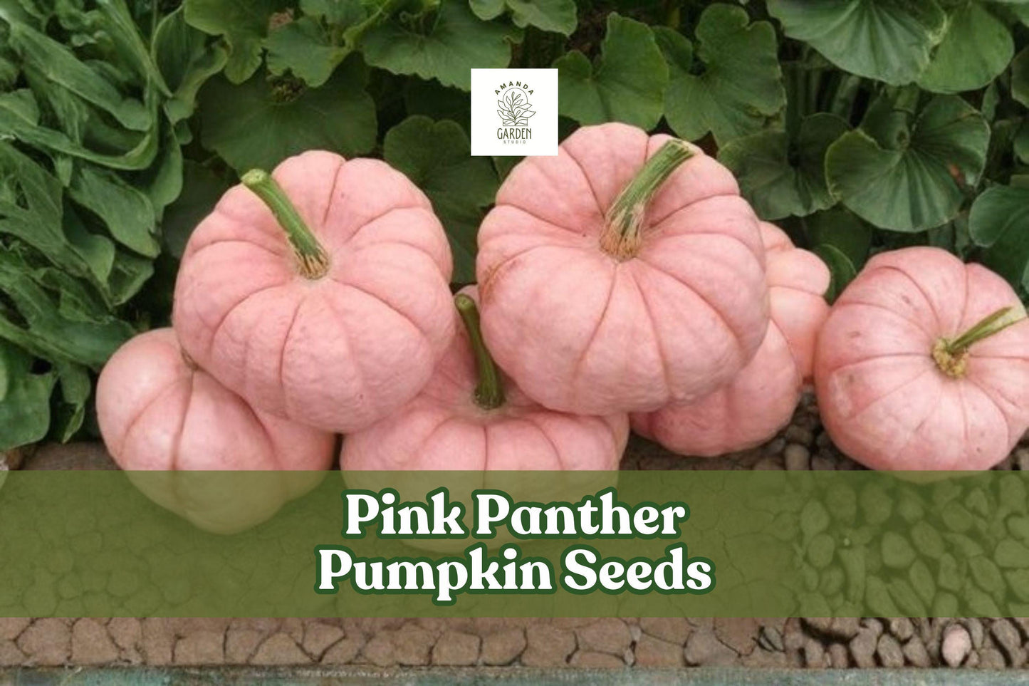 Pink Panther Pumpkin Seeds, Cucurbita maxima, Rare Pink Skinned Edible & Ornamental Squash, US Seller