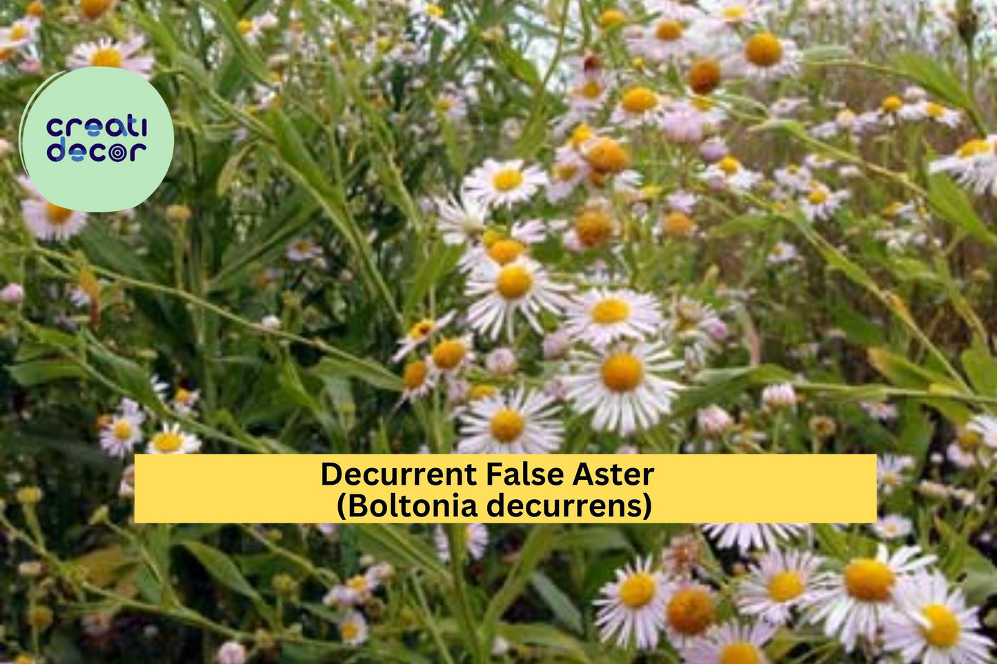 Decurrent False Aster Seeds 500 Non-GMO Boltonia decurrens Native Wetland Wildflower for Pollinators, Meadow, Rain Gardens