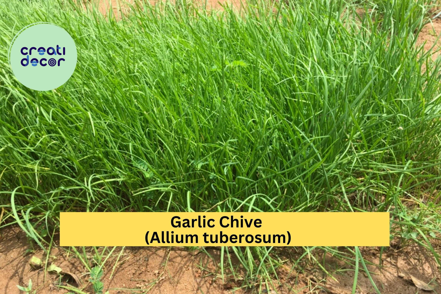 70 Garlic Chive Bare Root Plants – Allium tuberosum Perennial Herb for Culinary Use, Edible Green Leaves & White Flowers