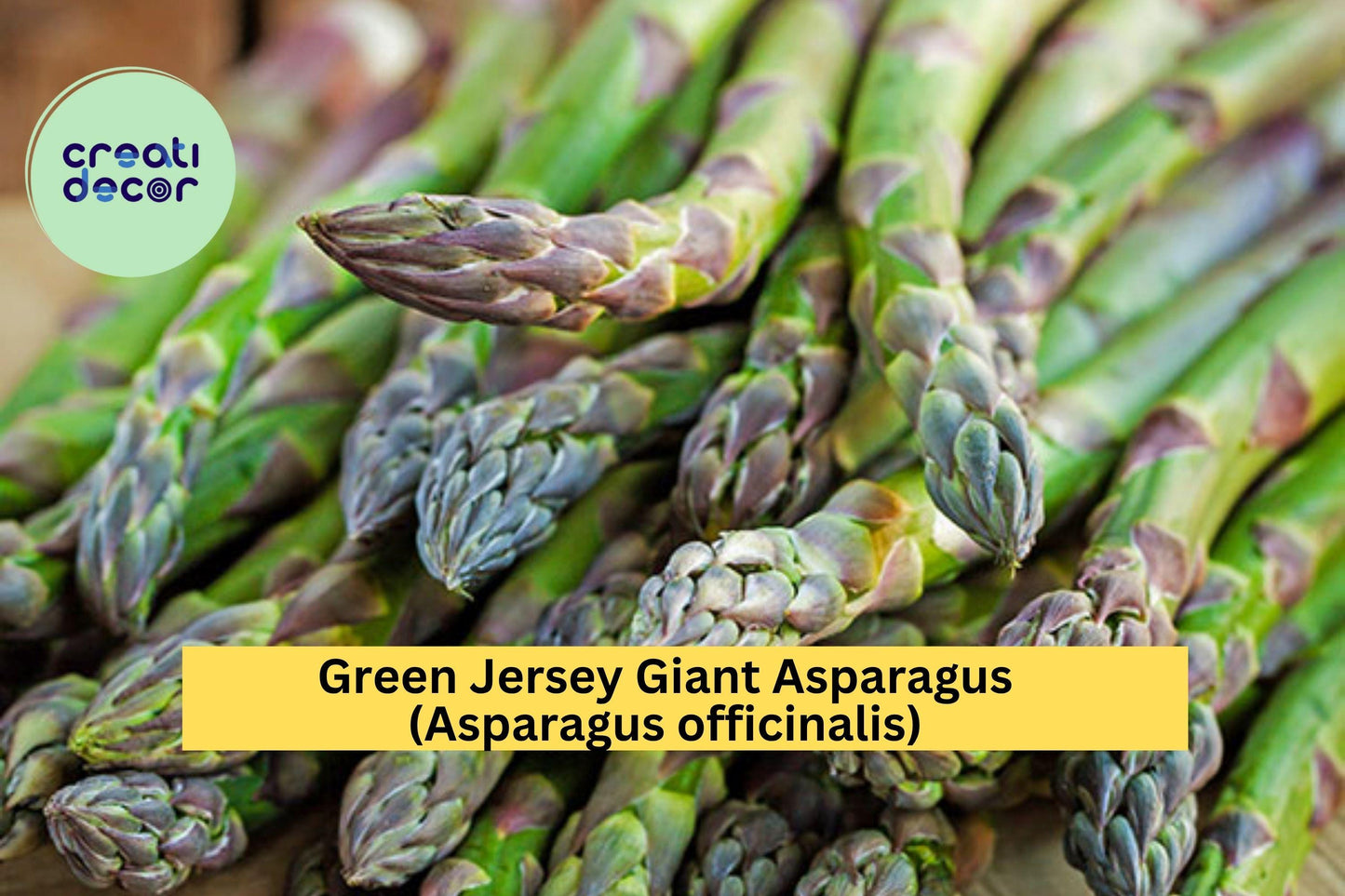 10 Green Jersey Giant Asparagus Crowns – Asparagus officinalis Bare Root Plants, Heirloom Variety for Garden Growing