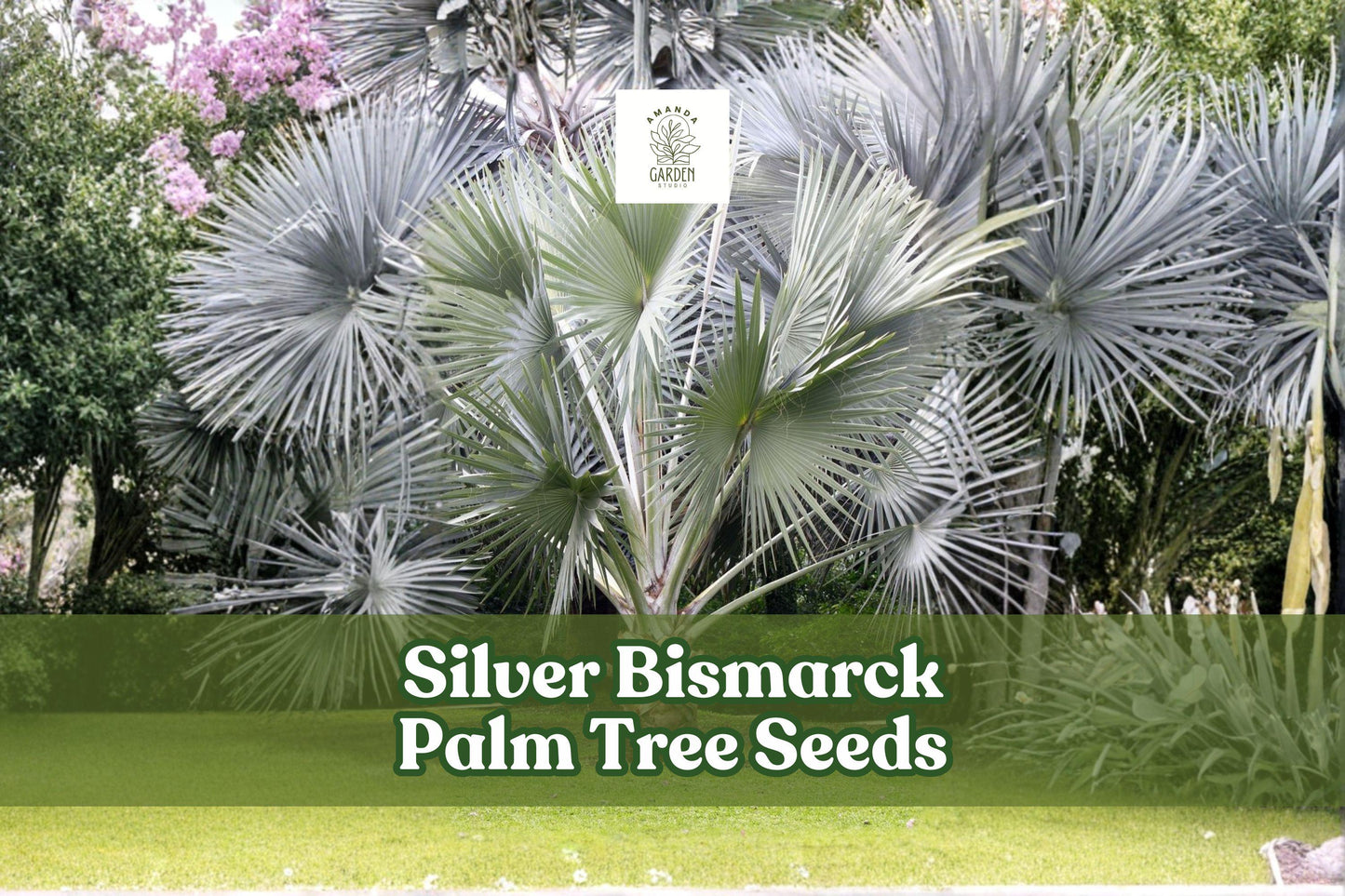 Silver Bismarck Palm Seeds – Tropical Ornamental Tree, Silvery Blue Foliage, Bismarckia nobilis, 3 Seeds