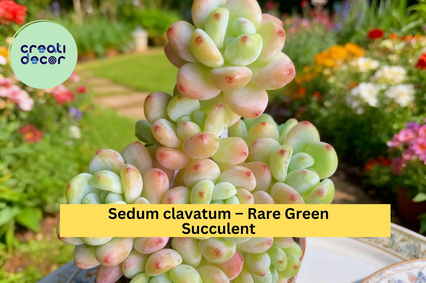 Sedum Clavatum Succulent Plant – 3.5" Rosette Green Indoor or Outdoor Starter, Rare Low-Maintenance Succulent