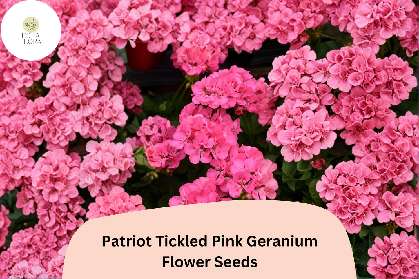 25+ Patriot Tickled Pink Geranium Seeds | Bright Pink Perennial Flowers | Pelargonium × hortorum
