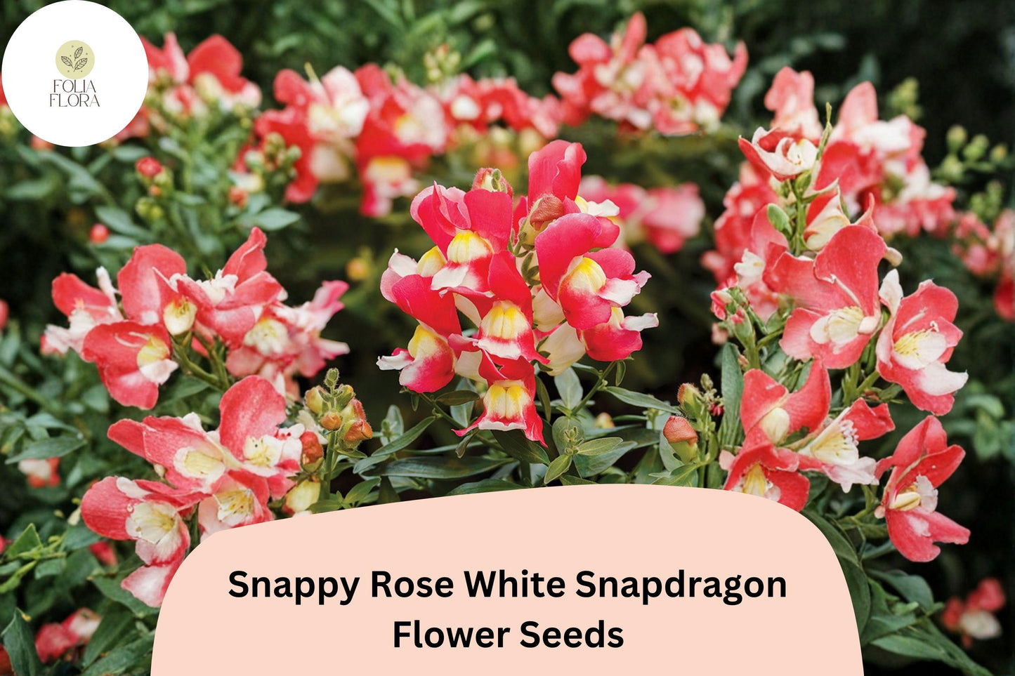 1000+ Snapdragon Seeds | Antirrhinum majus | Snappy Rose White Bicolor Flowers for Garden Beds & Containers