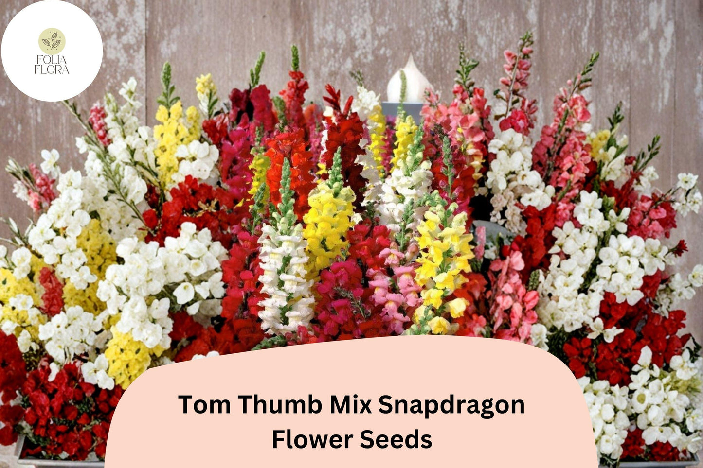 1000+ Tom Thumb Mix Snapdragon Seeds | Antirrhinum majus nanum Dwarf Colorful Blooms for Borders & Containers