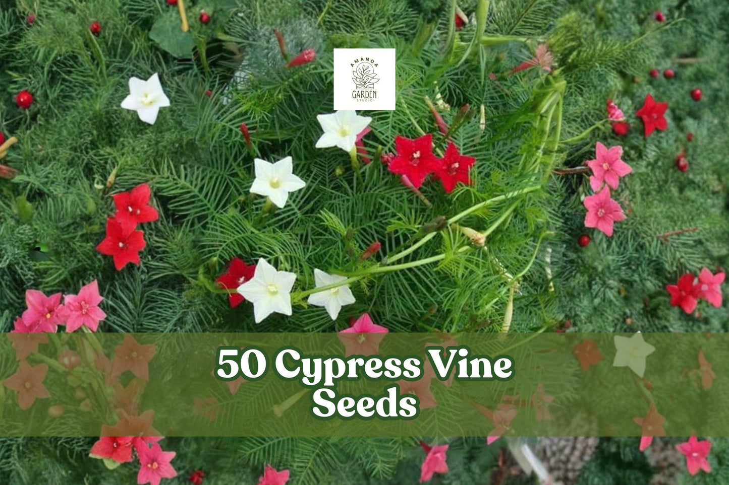 50 Cypress Vine Seeds Ipomoea quamoclit Hummingbird Flower Fast-Growing Ornamental Climber